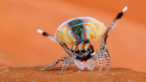 Dancing spider