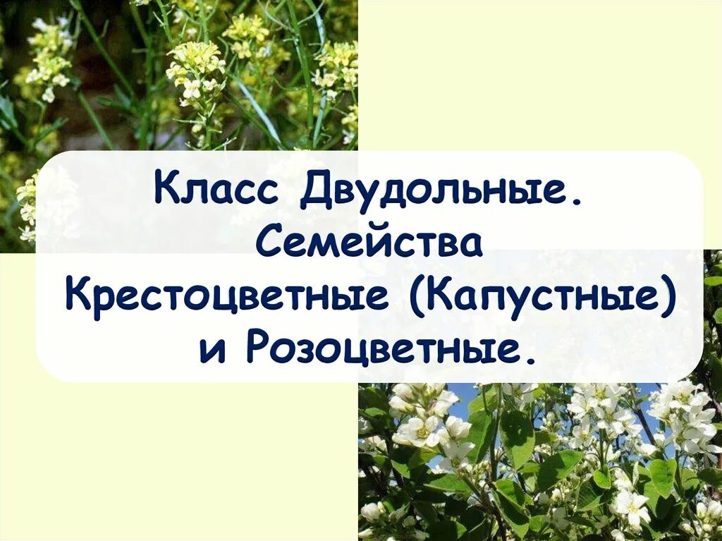 Двудольные капустные. Класс двудольные семейство крестоцветные. Класс двудольные семейство крестоцветные и Розоцветные. Класс двудольных. Семейство капустные.