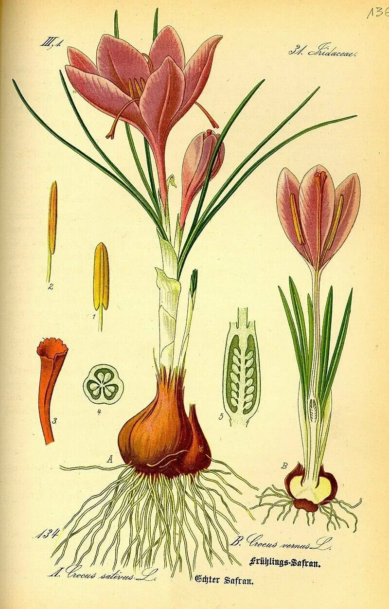 Крокус Шафран посевной. Крокус Шафран цветок. Шафран клубнелуковица. Шафран строение.