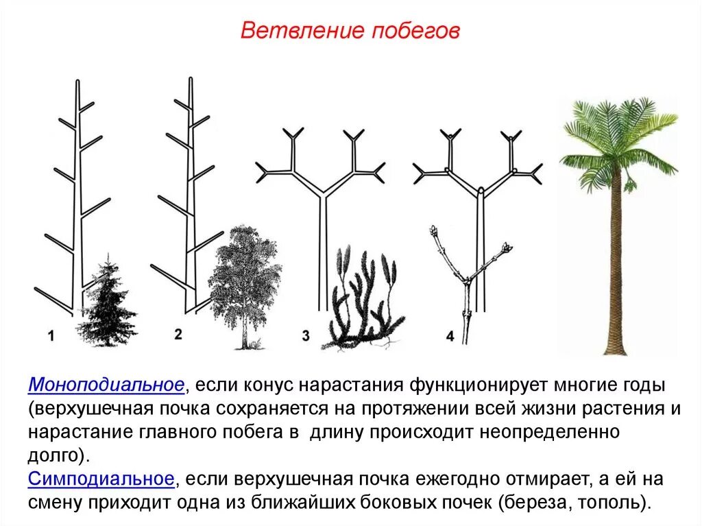 Моноподиальное ветвление побега. Моноподиальное нарастание побегов. Симподиальное ветвление. Типы ветвления побегов.