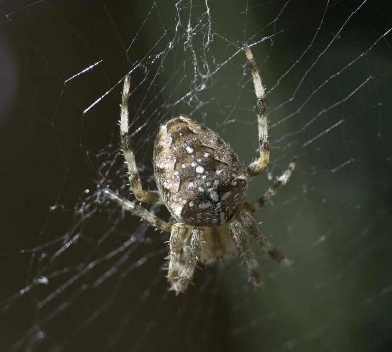 spider Spider, Spiders scary, World of warcraft