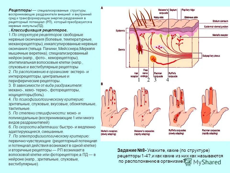 Рецепторы кожи. Расположение рецепторов в коже. Кожные рецепторы человека. Типы воздействий на кожные рецепторы. Какова функция холодовых рецепторов кожи