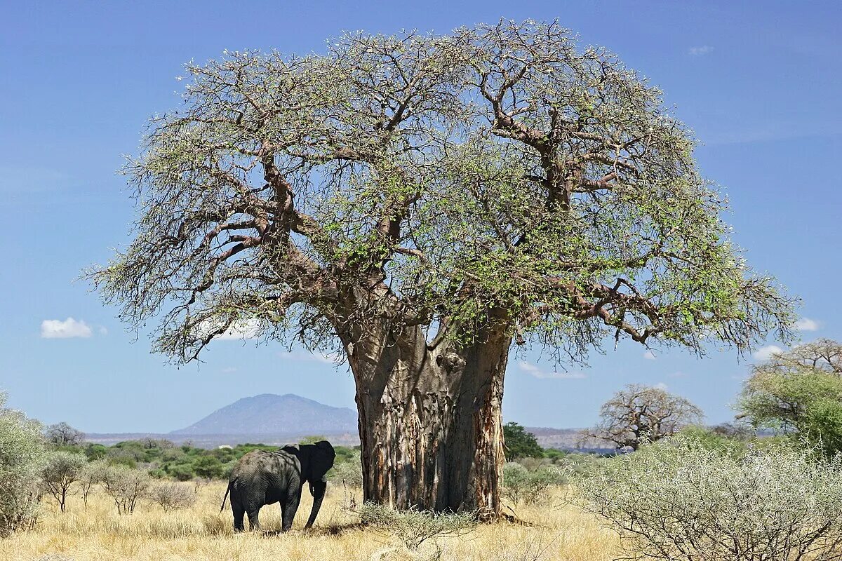 Баобаб в Танзании. Adansonia digitata баобаб Адансония пальчатая. Танзания растительный мир баобаб. Баобаб в саванне Африки.