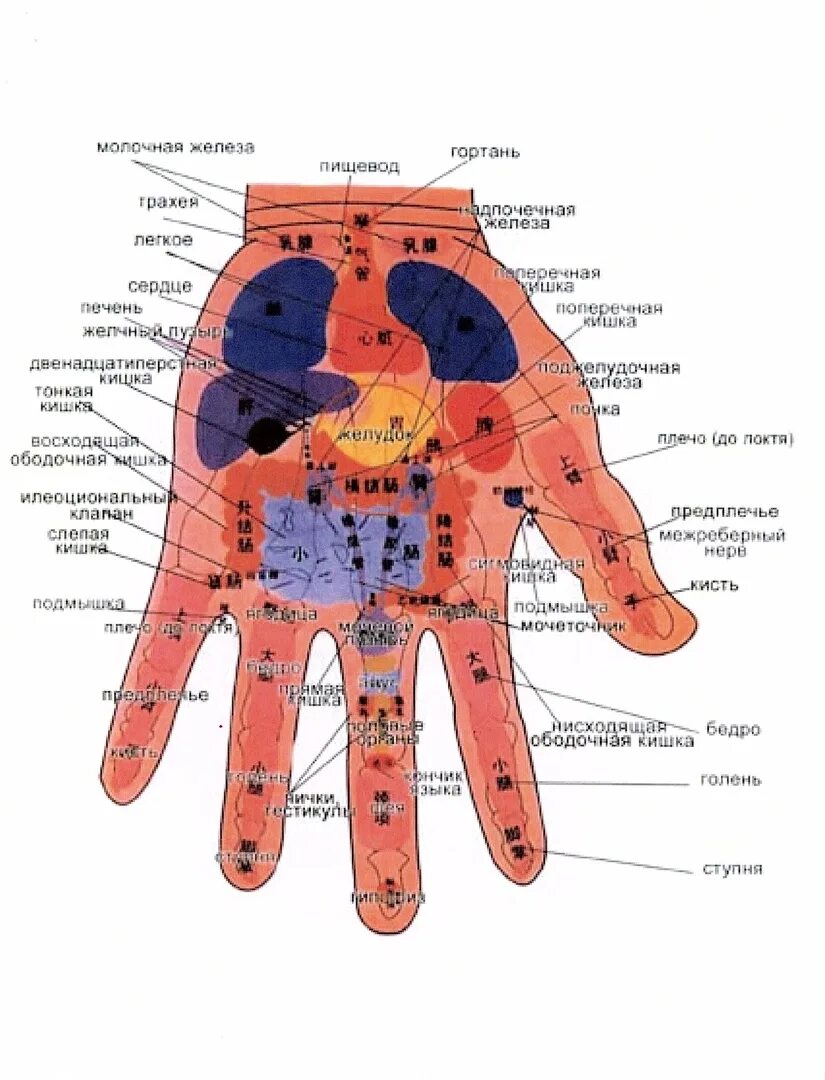Су Джок проекция органов на ладони. Проекция органов на ладони правой руки. Акупунктурные точки на ладони. Проекция органов на пальцах рук. Точки на руках для массажа
