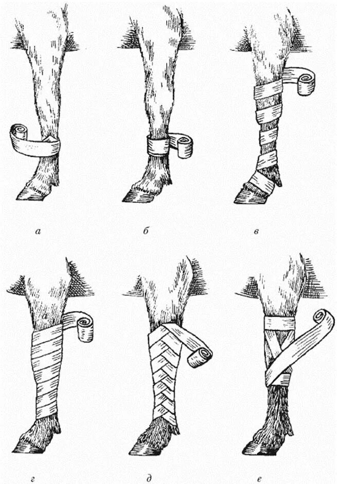 Бинтовые повязки Ветеринария КРС. Бинтование скакательного сустава. Иммобилизирующая повязка на пясть лошади. Десмургия повязки Ветеринария. Перевязал лапу
