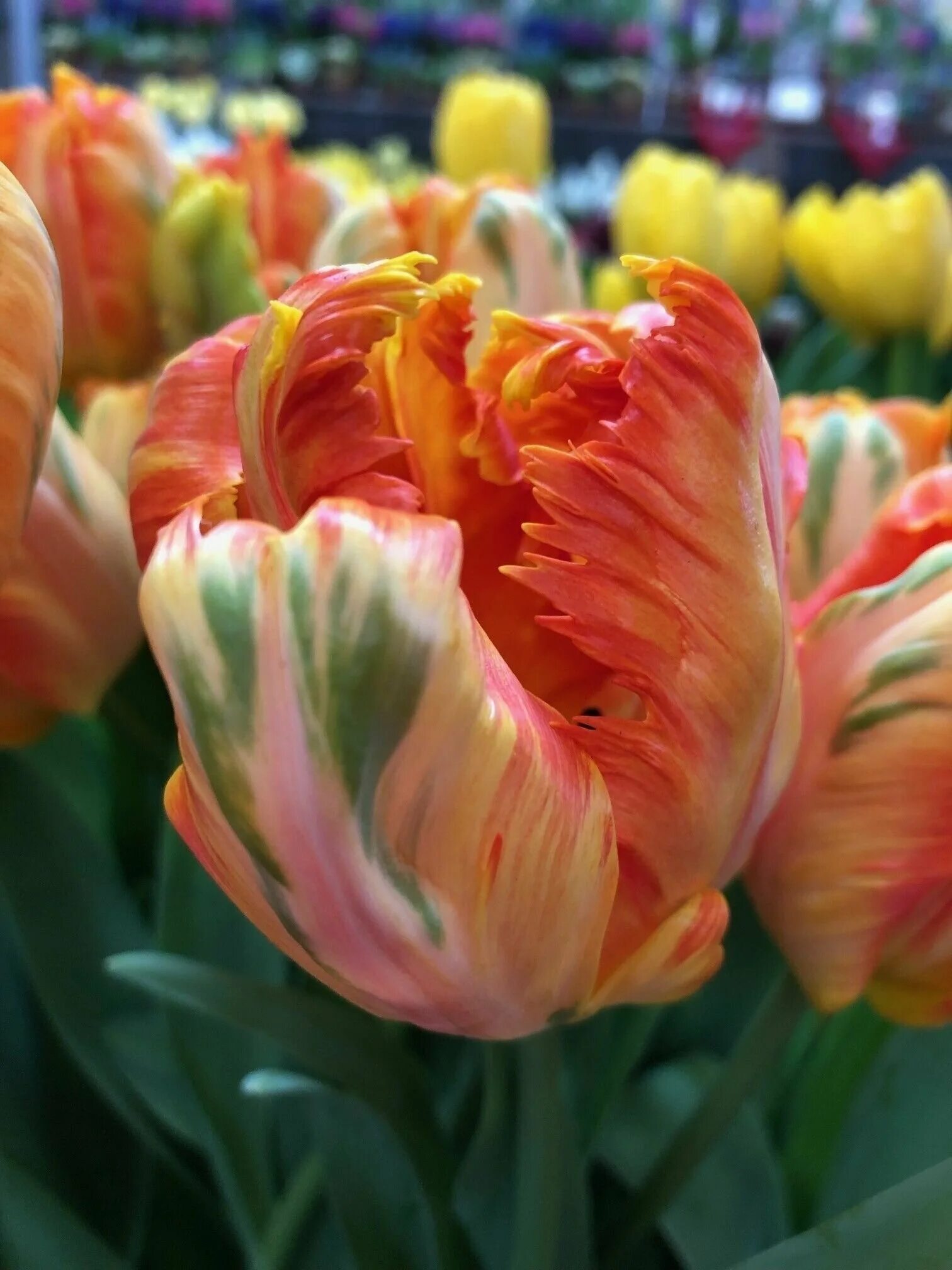 тюльпан попугайный рококо дабл. тюльпаны попугайные. тюльпан флеминг пэррот. попугайный тюльпан black parrot. тюльпан попугайный flaming parrot.