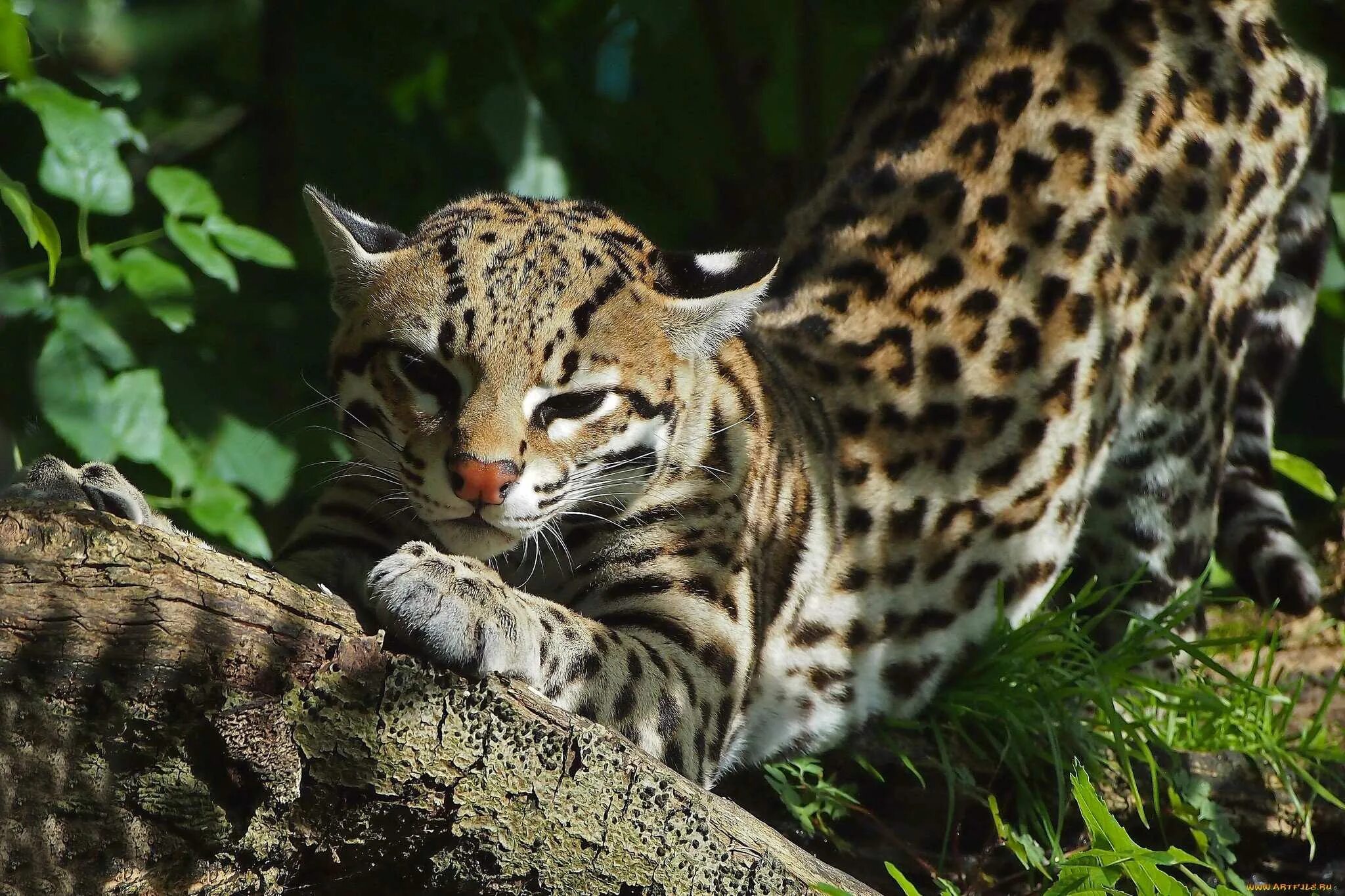 Кошачие