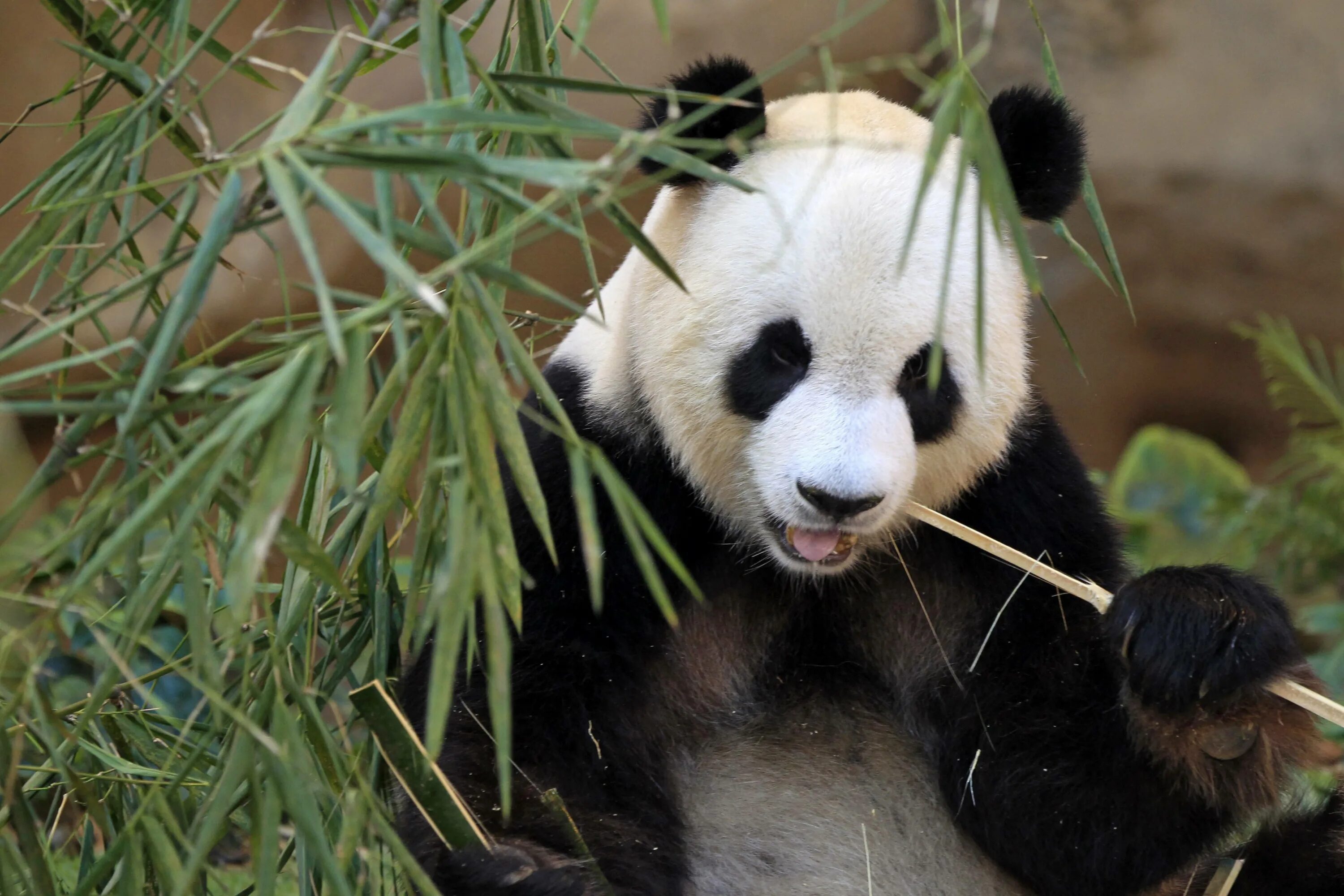 Большая панда живет. Большая красная Панда. Красная бамбуковая Панда. Панды исчезающие животные. Большая Панда вымирающий вид.