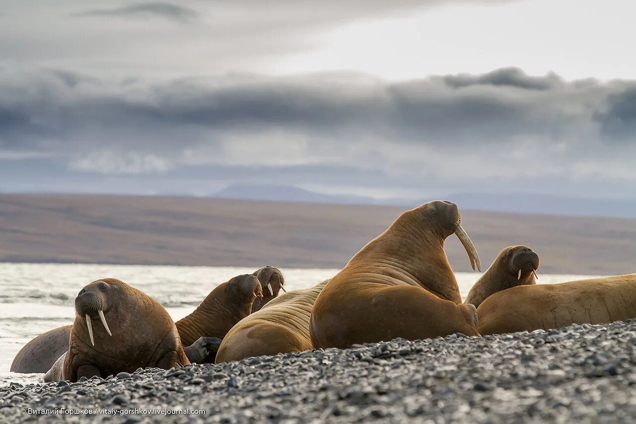 Бухта ломоносова на карте. Бухта в море лаптевых. Бухта в море лаптевых. Бухта северная таймыр. Бухта в море лаптевых.