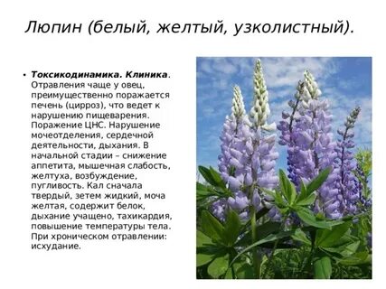 Люпин описание