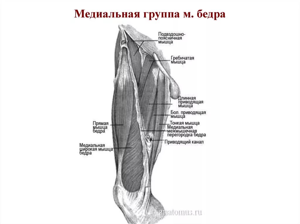 Медиальная группа мышц бедра Анат. Медиальная группа мышц бедра анатомия. Медиальная группа мышц бедра рисунок. Топография медиального ложа бедра.