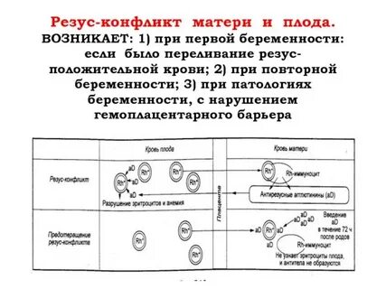 Резус конфликт при беременности и его последствия