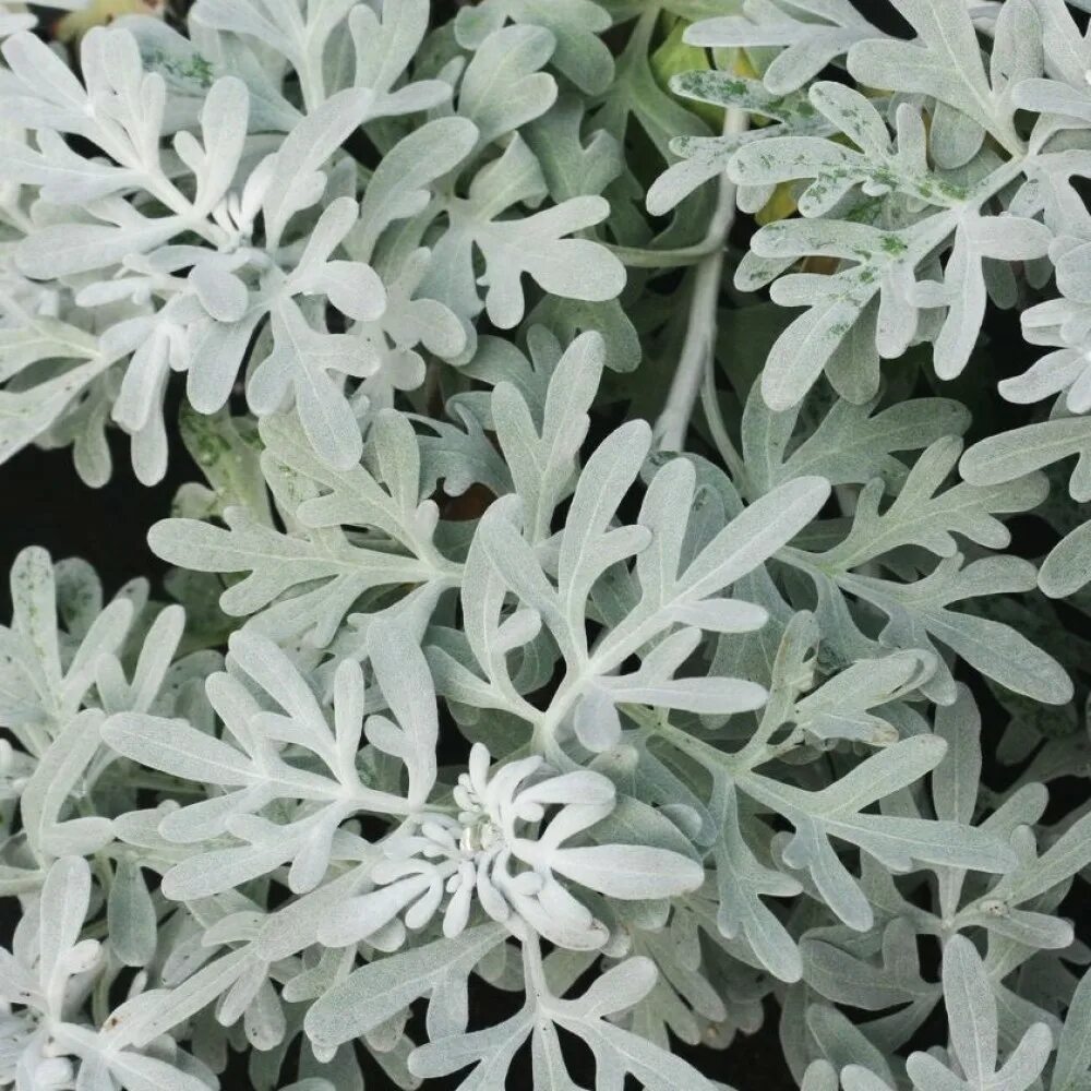 Полынь горькая. Полынь стеллера. Полынь однолетняя обыкновенная. Артемизия абсинтиум. Полынь древовидная 'powis castle'.