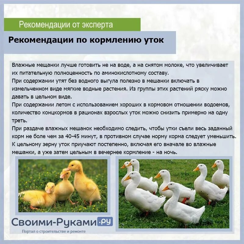 Гусята. Куры едят. Лебеда цыплятам. Трава для кур несушек. Рацион уток.