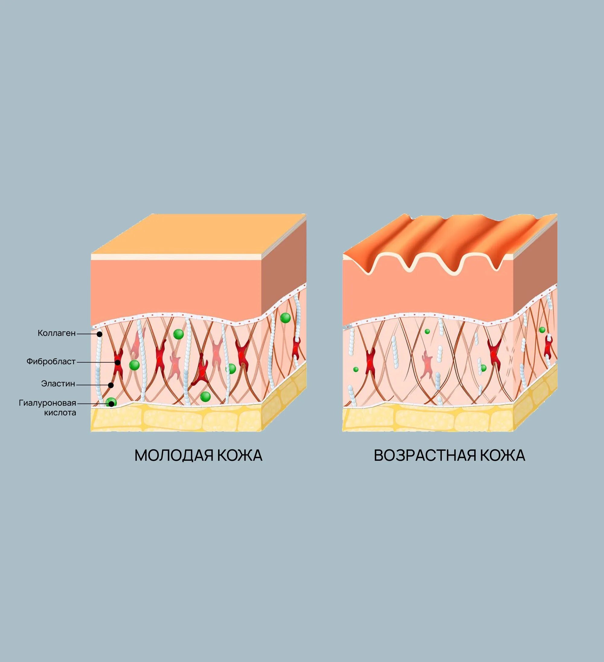 Как работает коллаген. Коллаген и эластин в коже схема. Строение кожи коллаген эластин. Коллаген и эластин схема. Коллаген эластин фибробласты.
