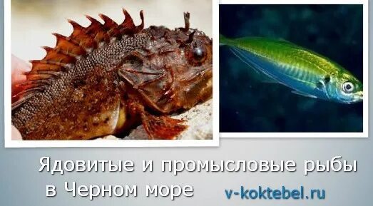 Описание рыб черного моря