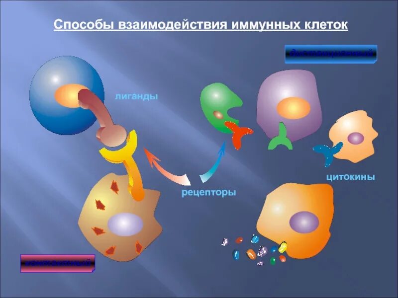 Взаимодействие клеток. Клетки иммунной системы. Vzaimodeistvije kletok. Взаимодействие между клетками. Иммунной системы. Взаимодействие иммунных клеток