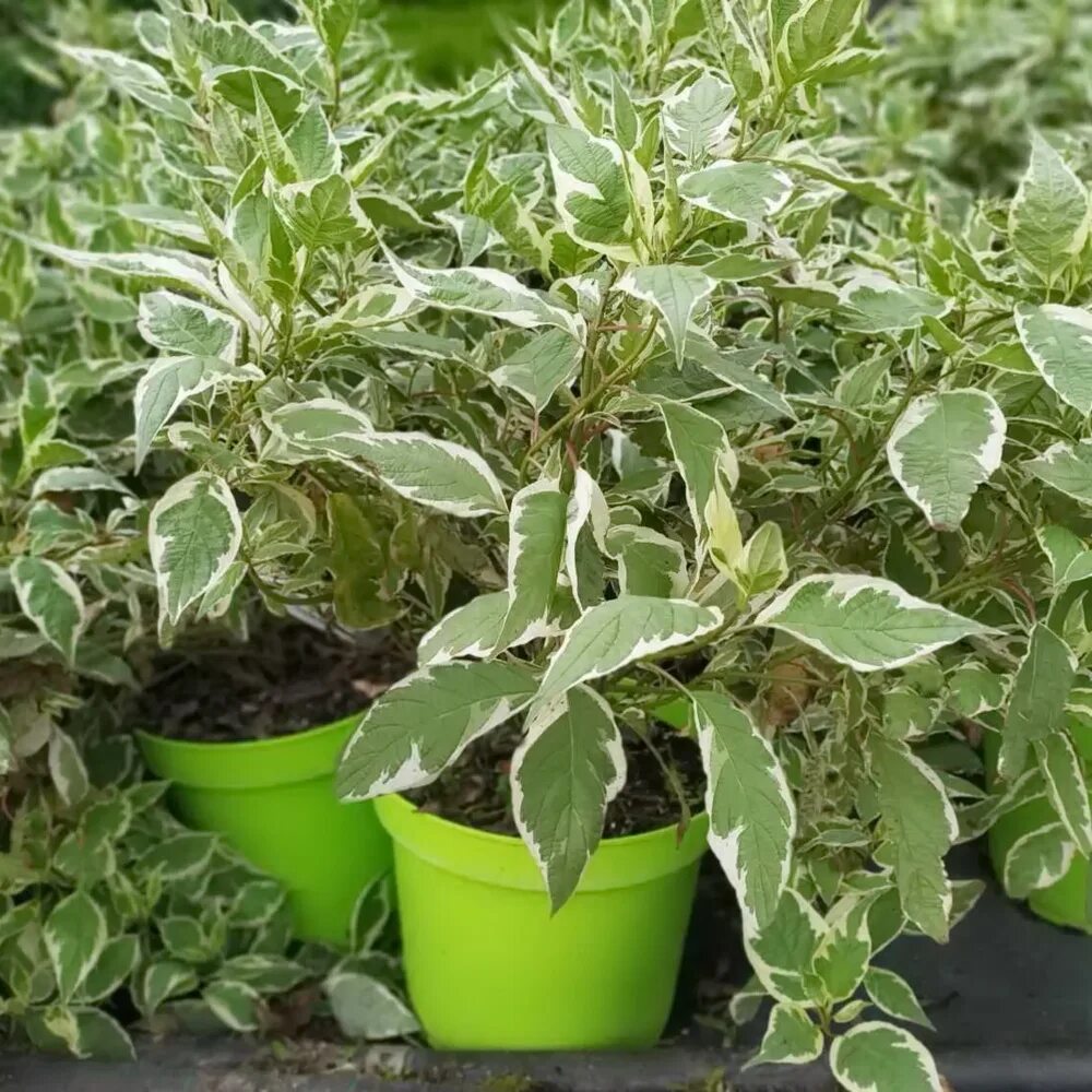 Дерен cornus alba sibirica. Дерен морозостойкость. Дерен морозостойкость. Дерен морозостойкость. Дерен сибирика вариегата.