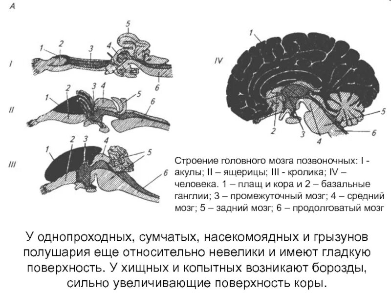Строение головного мозга варана. Строение головного мозга ящерицы рис. 135. Схема строения головного мозга судака. Головной мозг позвоночных.