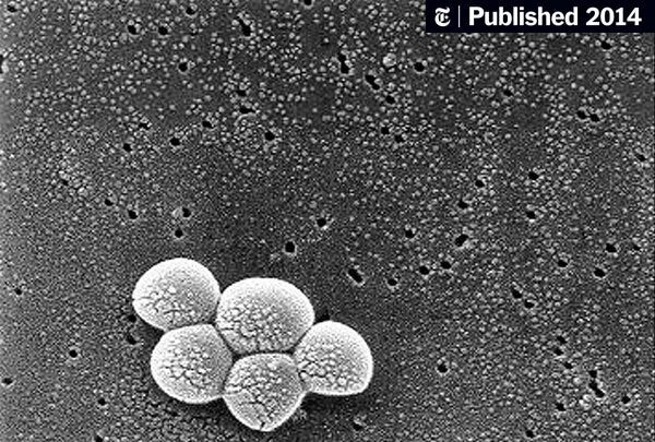 Как выглядят стафилококки под микроскопом Researchers uncover camouflage strategy of multi-resistant bacteria