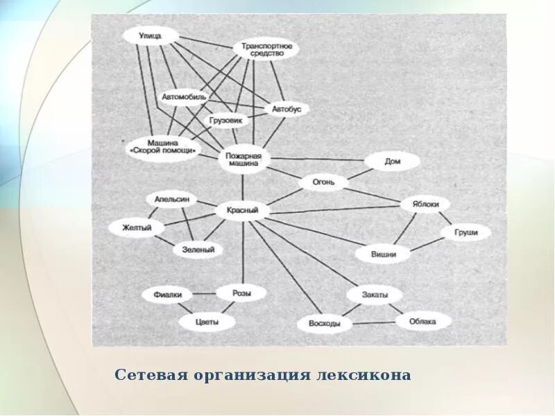 Ментальный лексикон. Сетевые организации. Модель ментального лексикона. Структура ментального лексикона Залевской. Лексика сеть