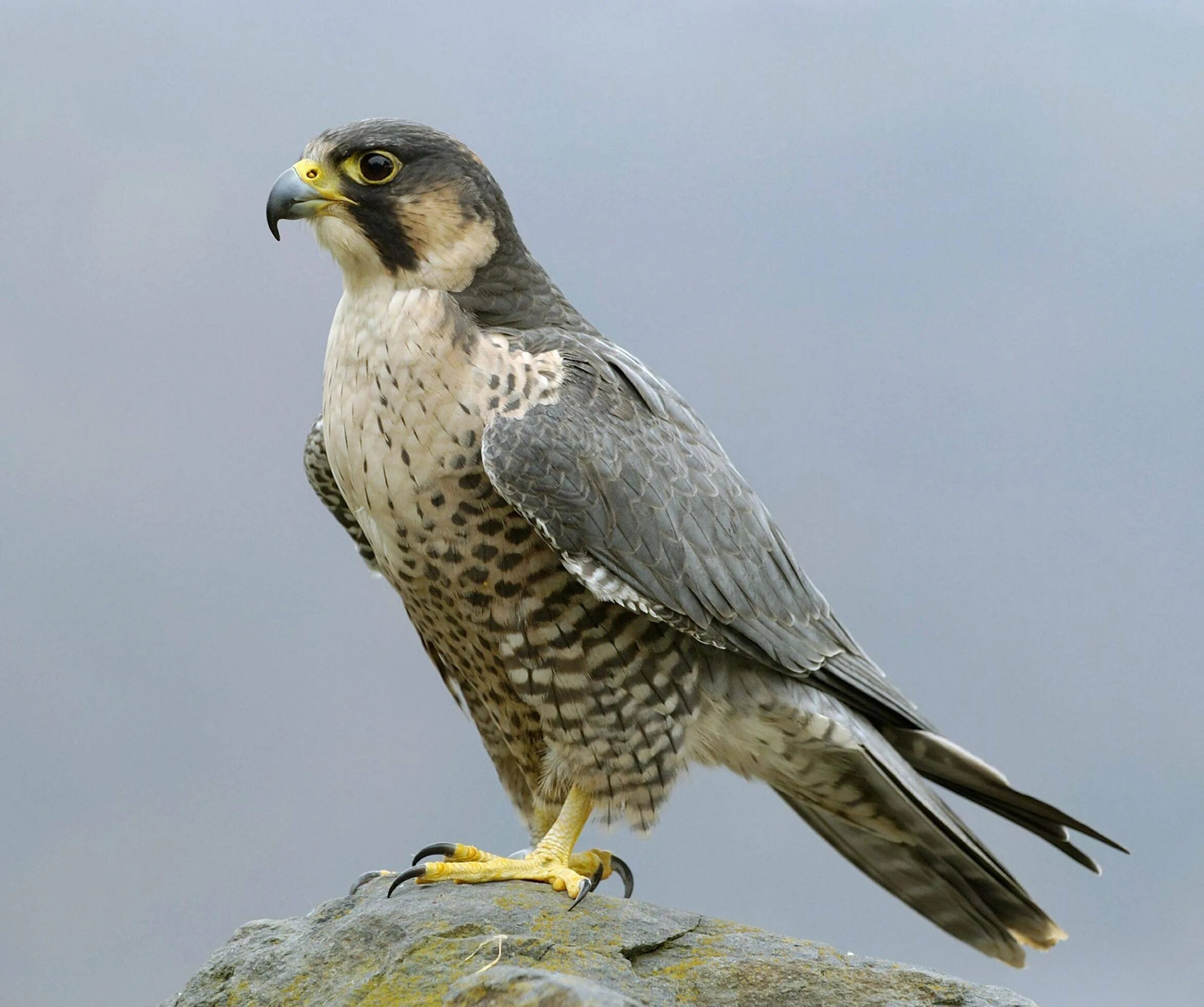 Как называется сапсан. Сапсан falco peregrinus. хищные птицы сокол сапсан. сокол-сапсан красная книга. белоголовый сапсан.