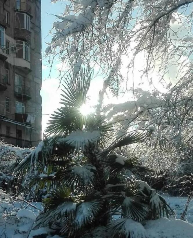 Снег в абхазии 2025. Абхазия в январе. снег в абхазии. абхазия сейчас в январе. абхазия в январе фото.