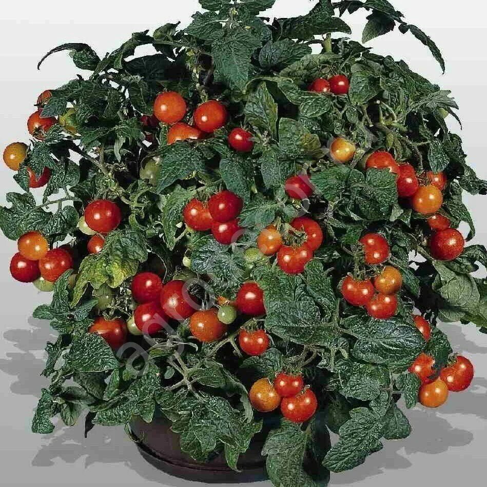 Помидор балконное чудо. Семена помидор пиноккио. Томат балконное чудо (20 шт). Помидор балконное чудо. Томат черри оранжевое чудо.