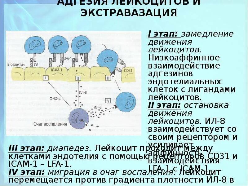 Что такое экстравазация. Адгезия иммунология. адгезия лейкоцитов иммунология. адгезия лейкоцитов и экстравазация этапы.