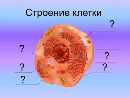 Клетка под микроскопом 8 класс