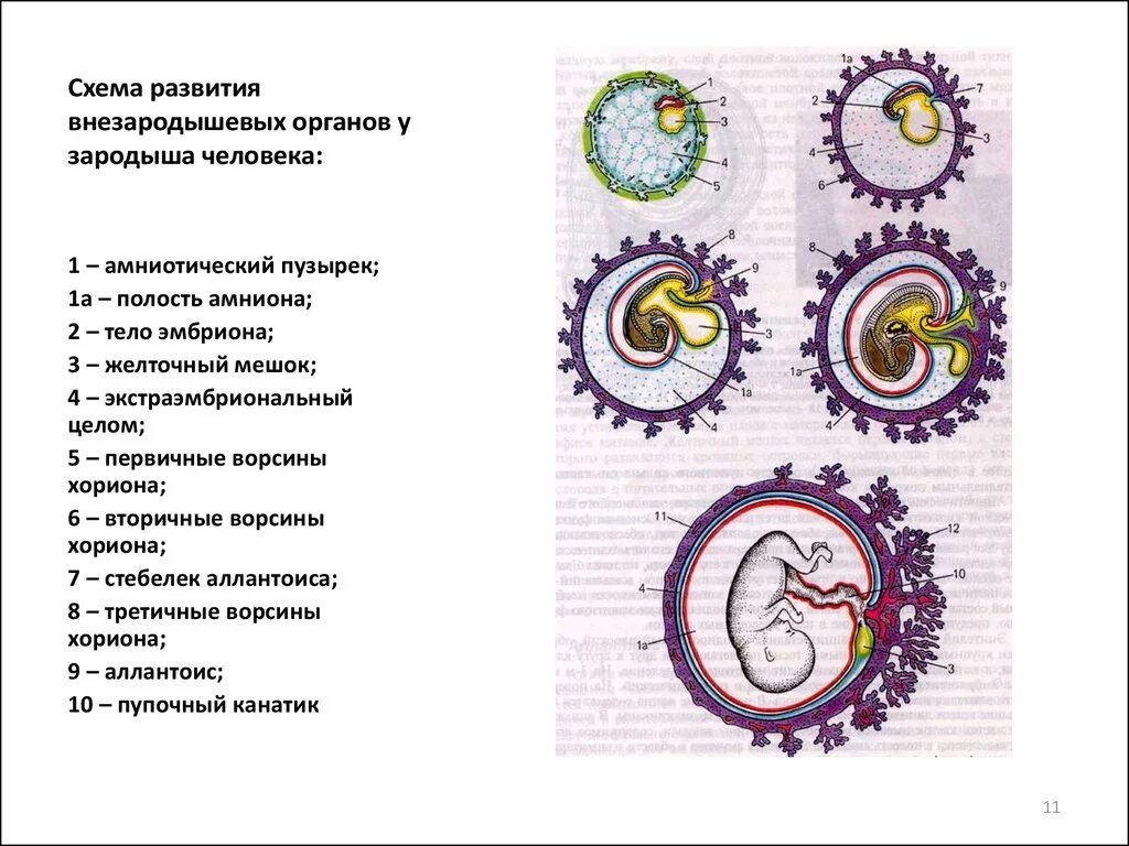 Схема развития внезародышевых органов у зародыша человека. Схема стадий развития зародыша человека. Желточный мешок эмбриология. Схема строения эмбриона.