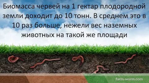 Что значит черви