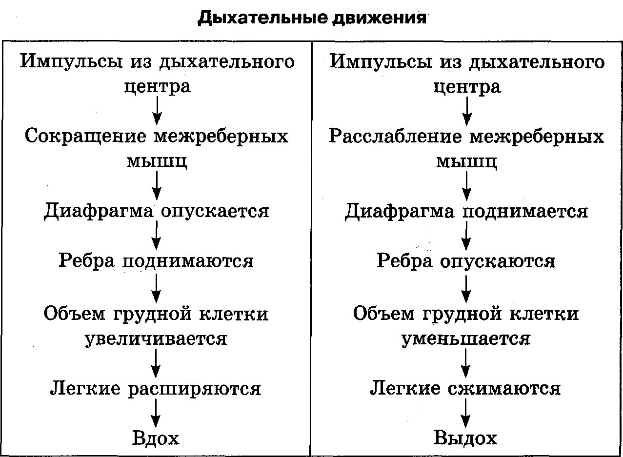 Дыхание движение. Дыхательные движения человека таблица. Механизм вдоха и выдоха таблица. Механизм дыхания таблица. Дыхательные движения таблица вдох и выдох.