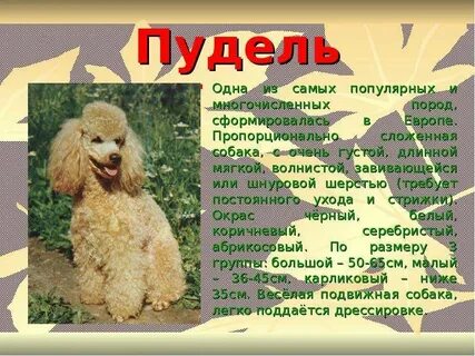 Пудель рассказ