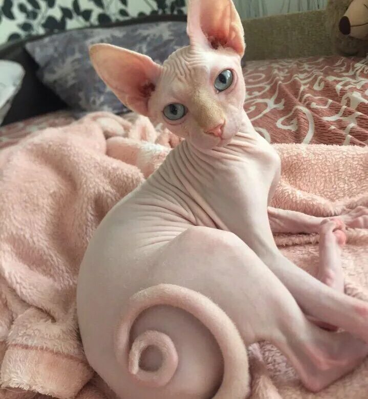 Сфинкс кошка авито. Котят сфинкса в добрые. Лысая кошка авито. Канадский сфинкс авито. Канадский сфинкс котята.