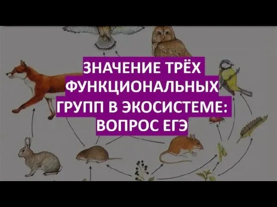 Три функциональные группы экосистемы. Функциональные группы в экосистеме егэ.