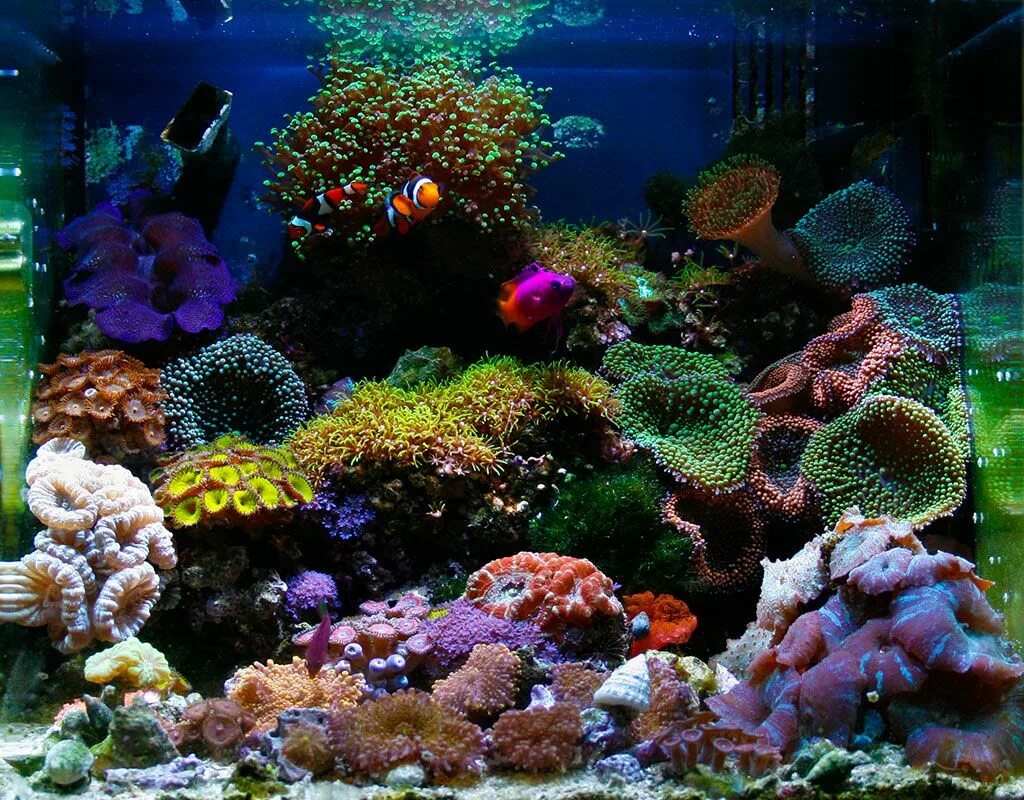 BALIKVARYUM in 2023 Coral aquarium, Aquarium fish tank, Saltwater fish tanks
