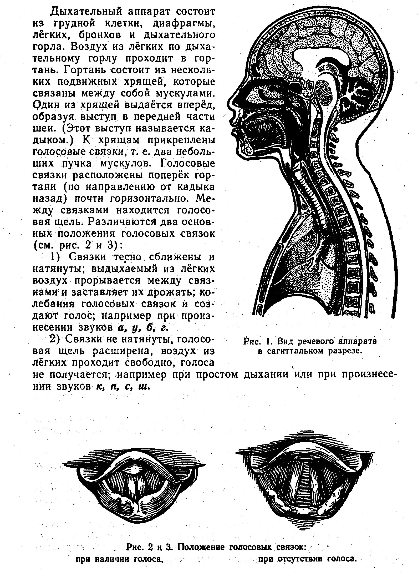 Рисунок голосового аппарата человека. Строение вокального аппарата человека. строение голосового аппарата. голосовой аппарат. строение речевого аппарата.