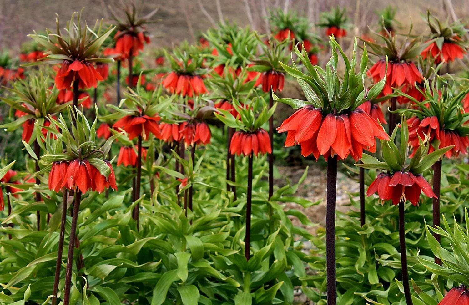 Рябчики цветы посадка. Цветок рябчик императорский. Рябчик императорский посадка. Садим рябчик императорский. Луковичные многолетники рябчики.