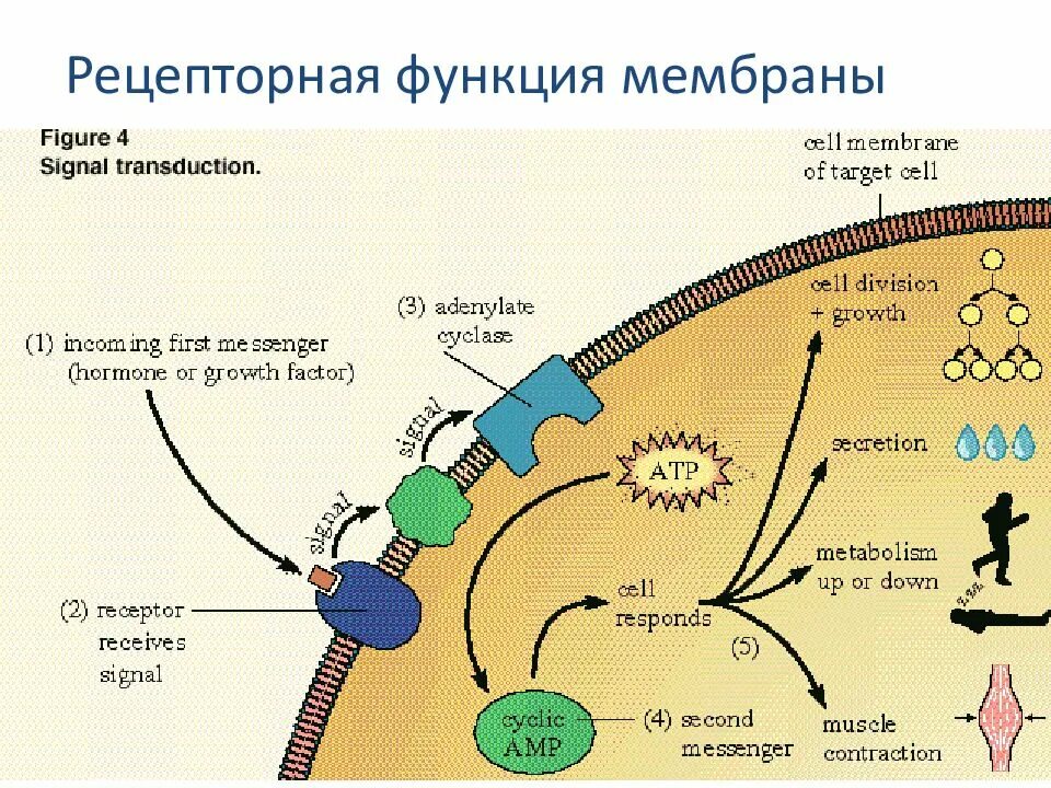 Рецепторную функцию выполняет белок