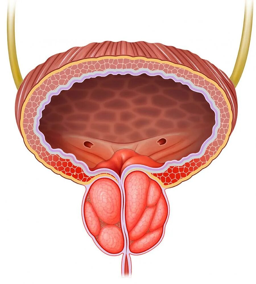 Простата крупный план. Предстательная железа, Prostata. Аденома простаты анатомия. Простата и предстательная железа. Простата у мужчин.