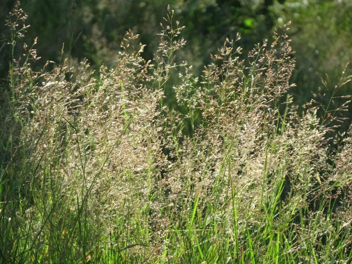 Полевичка волосовидная (eragrostis capillaris). Полевица побегоносная для газона. Мятлик луговой (poa pratensis). – мятлик луговой. Мятлик 50.