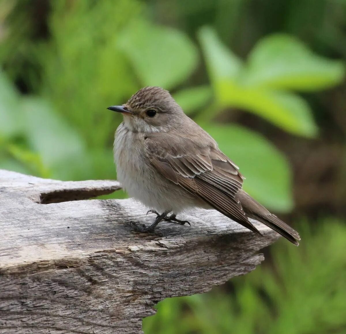 Серая мухоловка (Muscicapa striata). Мухоловка серая – Muscicapa striata (Pallas, 1764). Мухоловка пеструшка слеток. Мухоловка пеструшка птенец.