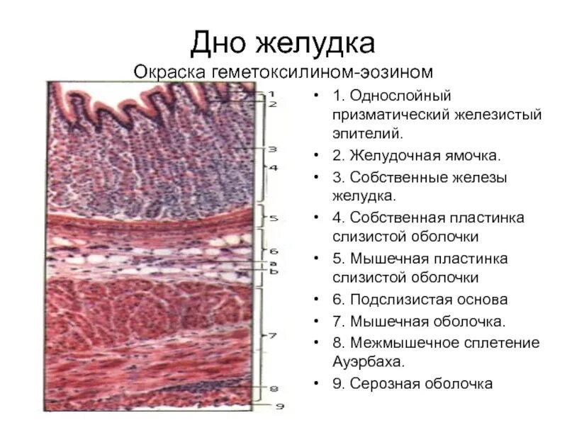 Серозная и слизистая оболочка. Фундальные железы дна желудка. Гистологическое строение дна желудка. Строение слизистой оболочки желудка гистология. Строение дна желудка гистология.