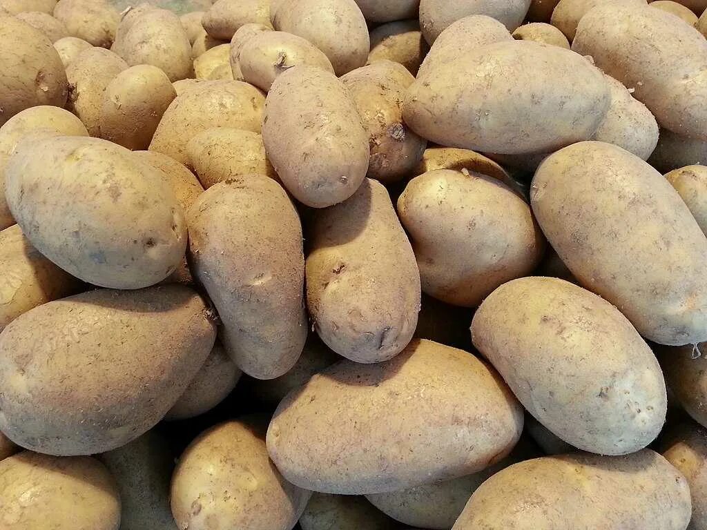 Картофель сорт районе. Картофель сорта уфимка. картофель сорт эстонка. сорт картофеля миллионерша. сорт картофеля командор.
