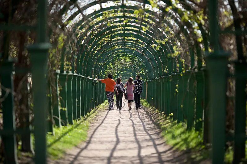 Остановки петергоф. Зеленый коридор в Петергофе. Нескучный Петергоф. Фото летнего сада для баннера.