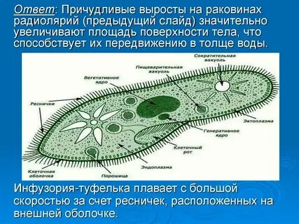 Самые большие простейшие