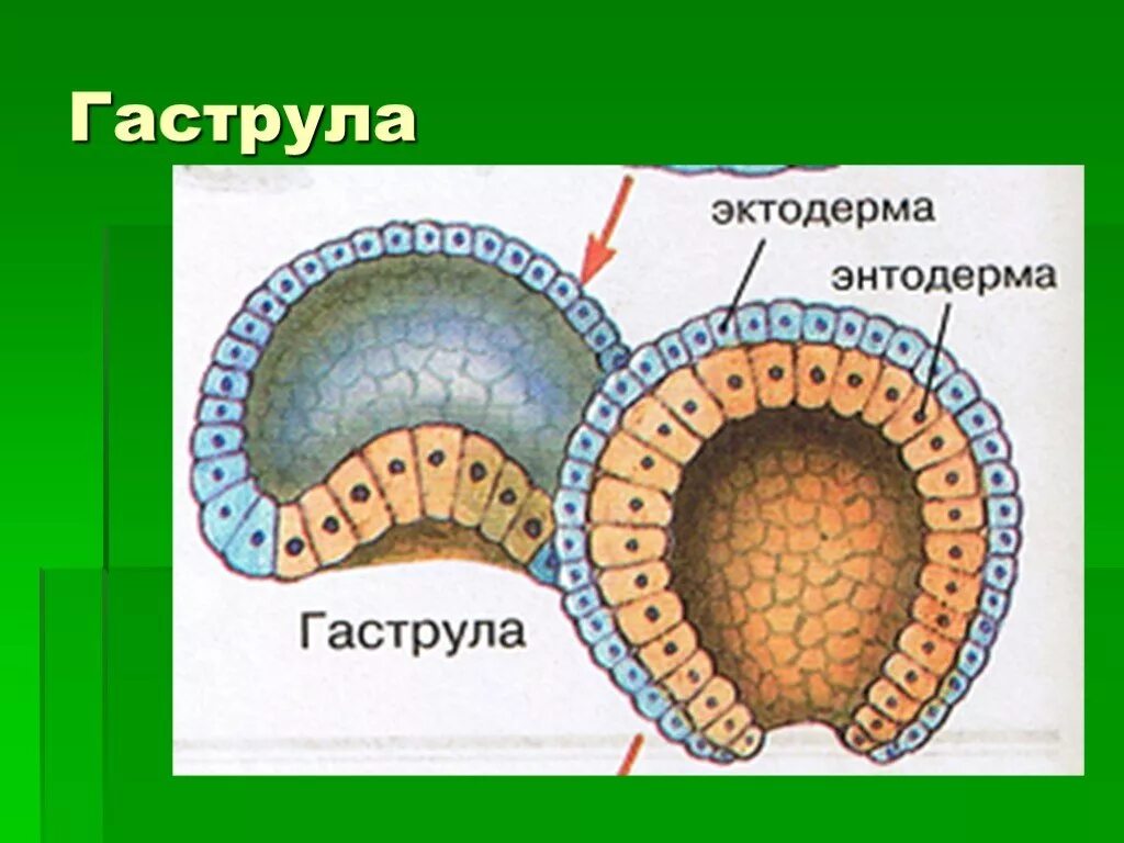 Энтодерма гаструлы гидры. Бластула эктодерма. мезодерма эктодерма энтодерма эмбрион. строение гаструлы. гаструляция строение.