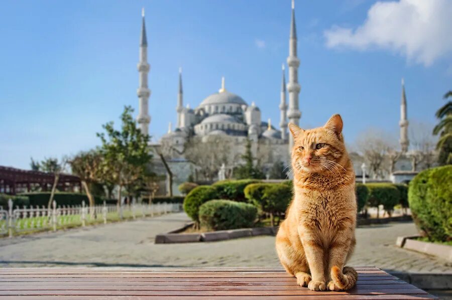 Мусульманский кот. Стамбул кот мечеть. Кошка Гюли Стамбул. Кот в мечети. Кошки в Турции.