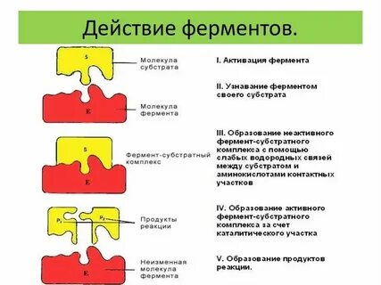 Ферменты это в биологии 9